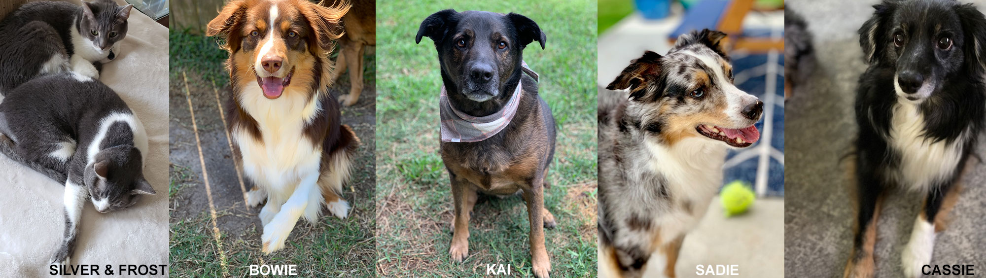 Silver-and-frost-nap, Bowie, Kai, Sadie, Cassie, Silver & Frost