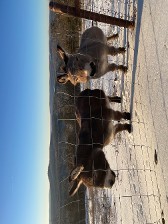 Two Donkeys Two Donkeys
