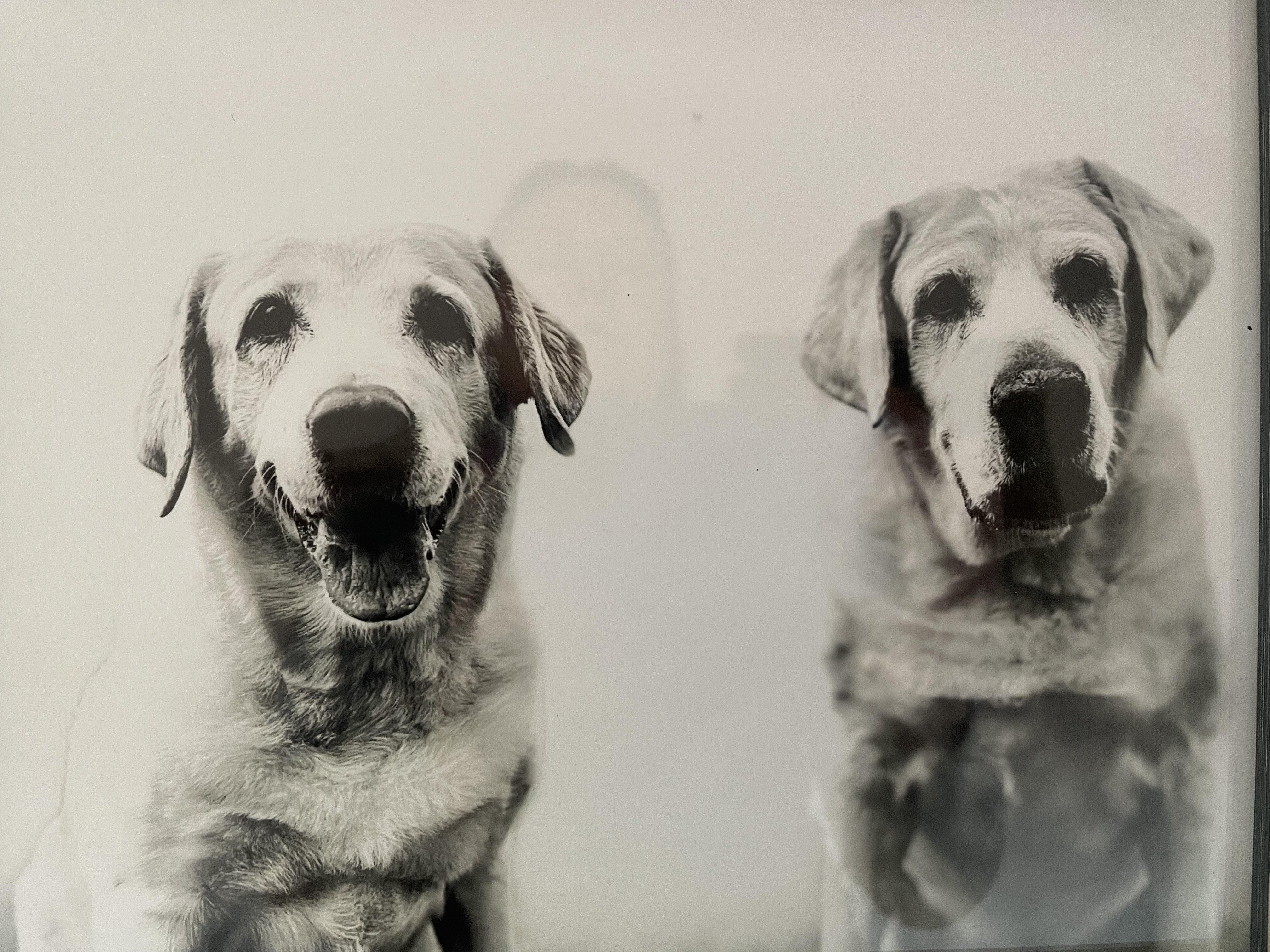 Two Dogs